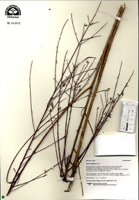 Oenothera filiformis image