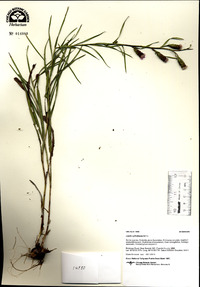 Liatris cylindracea image