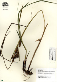 Carex frankii image