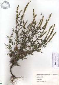 Ambrosia artemisiifolia var. elatior image