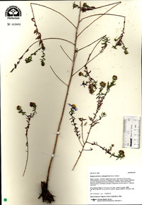 Symphyotrichum oblongifolium image