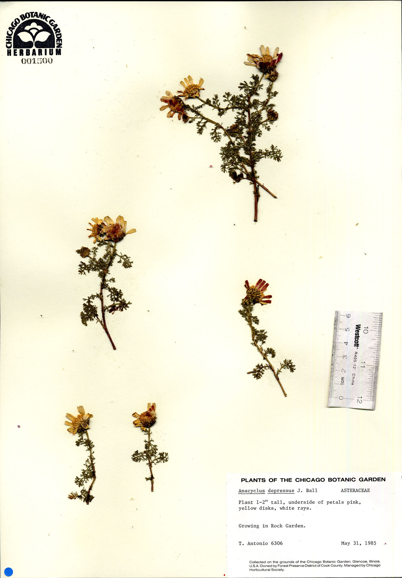 Anacyclus pyrethrum image