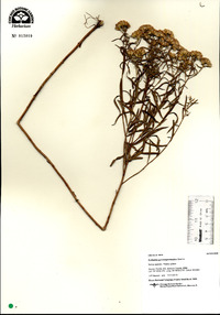 Euthamia gymnospermoides image