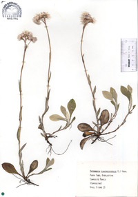 Antennaria plantaginifolia image