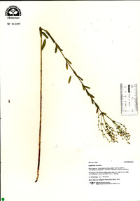 Euphorbia corollata image