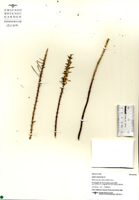 Liatris mucronata image