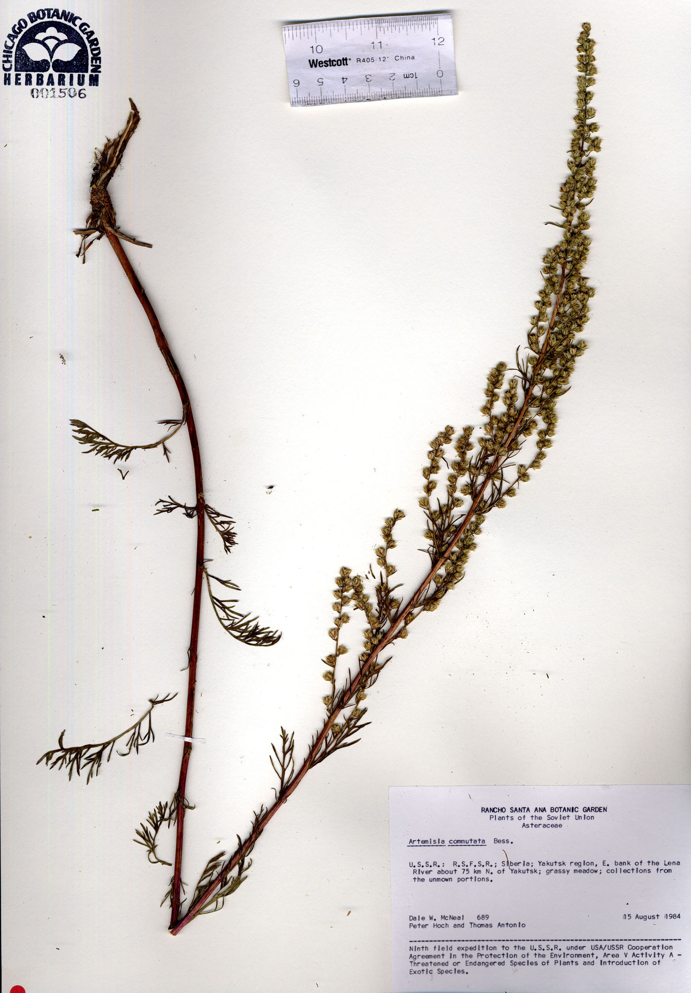 Artemisia commutata image