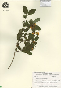Lonicera × xylosteoides image