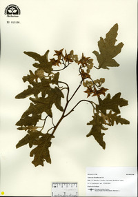 Solanum dimidiatum image