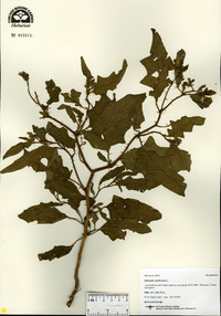 Solanum carolinense image