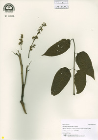 Ailanthus altissima image