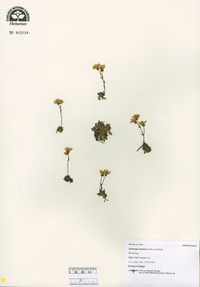 Saxifraga flagellaris image