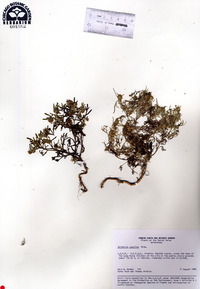 Artemisia jacutica image