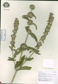 Phlomis herba-venti subsp. pungens image