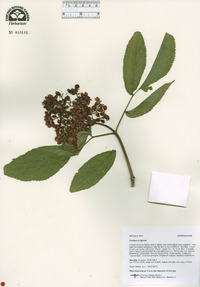 Sambucus tigranii image
