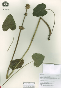 Stachys macrantha image