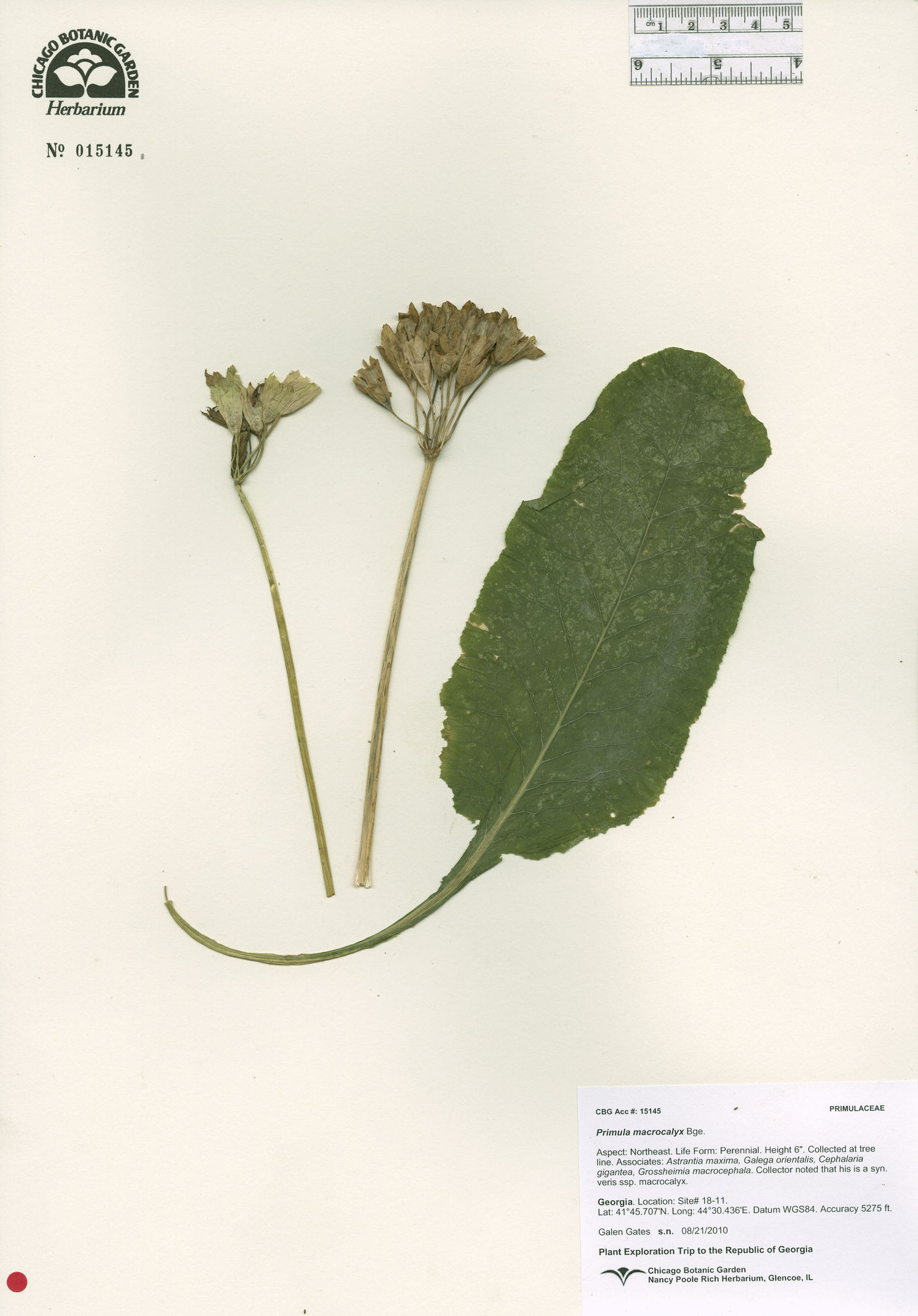 Primula veris image