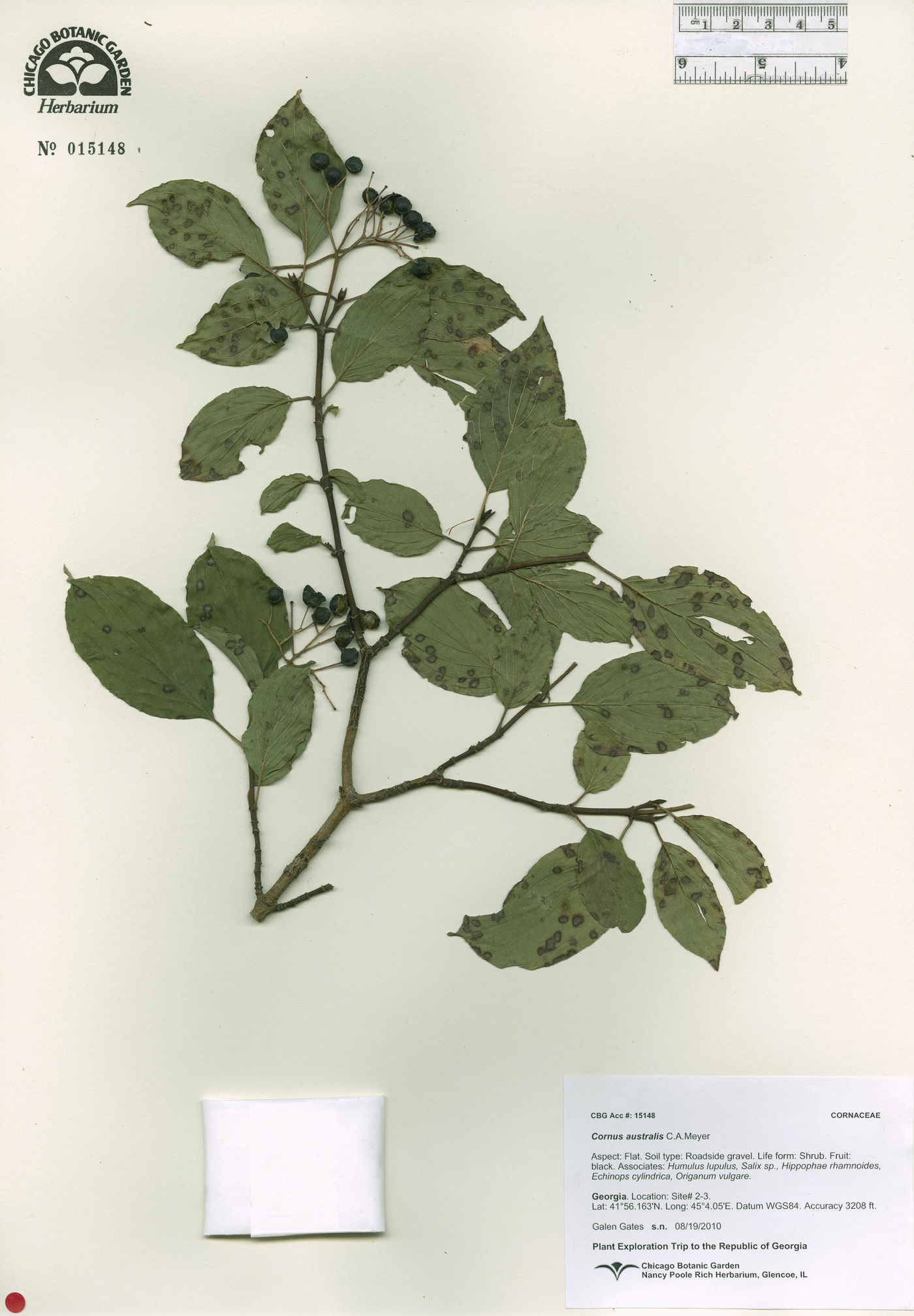 Cornus sanguinea image