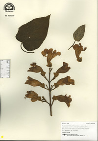 Paulownia tomentosa image