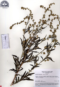 Artemisia mongolica image