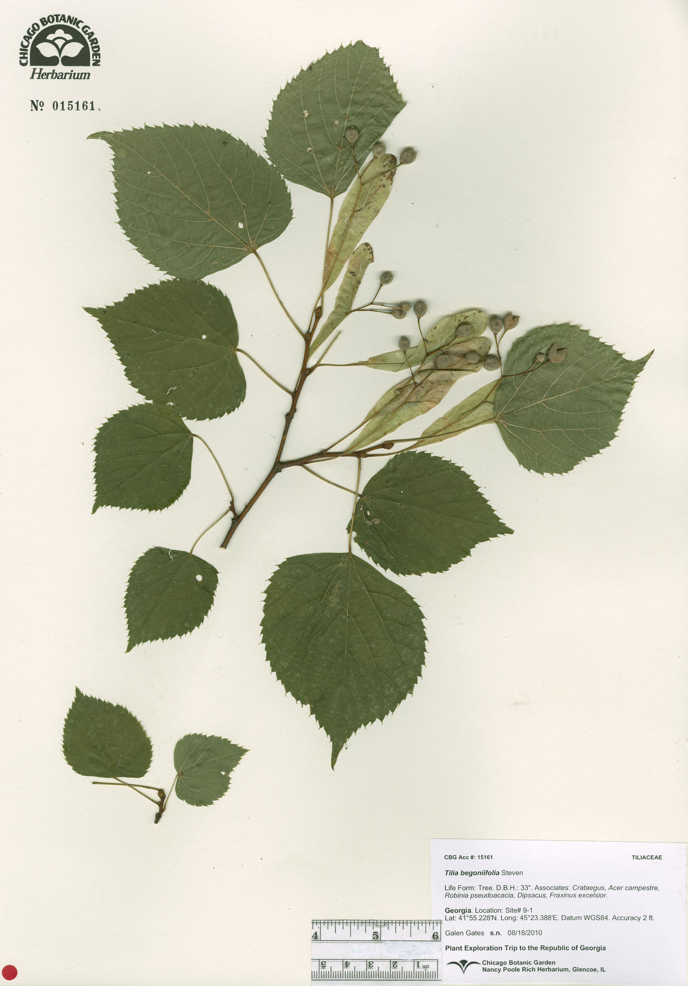 Tilia begoniifolia image