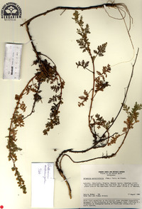 Artemisia santolinifolia image