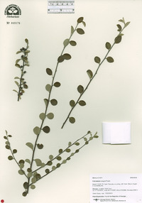 Image of Cotoneaster meyeri