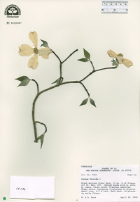 Cornus florida image