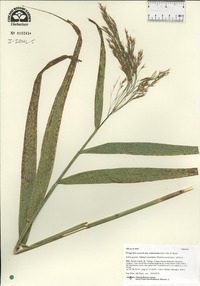 Phragmites australis var. americanus image