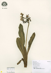 Primula parryi image