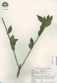 Euonymus alatus image