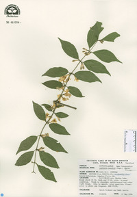 Lonicera maackii image