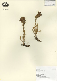 Polemonium confertum image