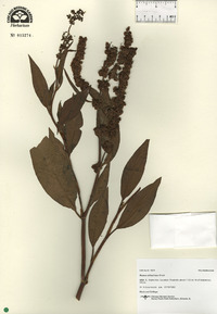 Rumex altissimus image