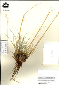 Hesperostipa comata image