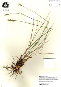 Agropyron cristatum image