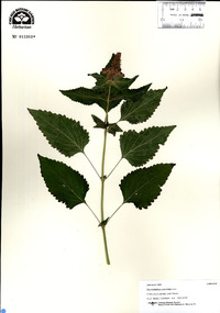 Pycnostachys urticifolia image