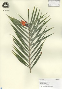 Freycinetia multiflora image