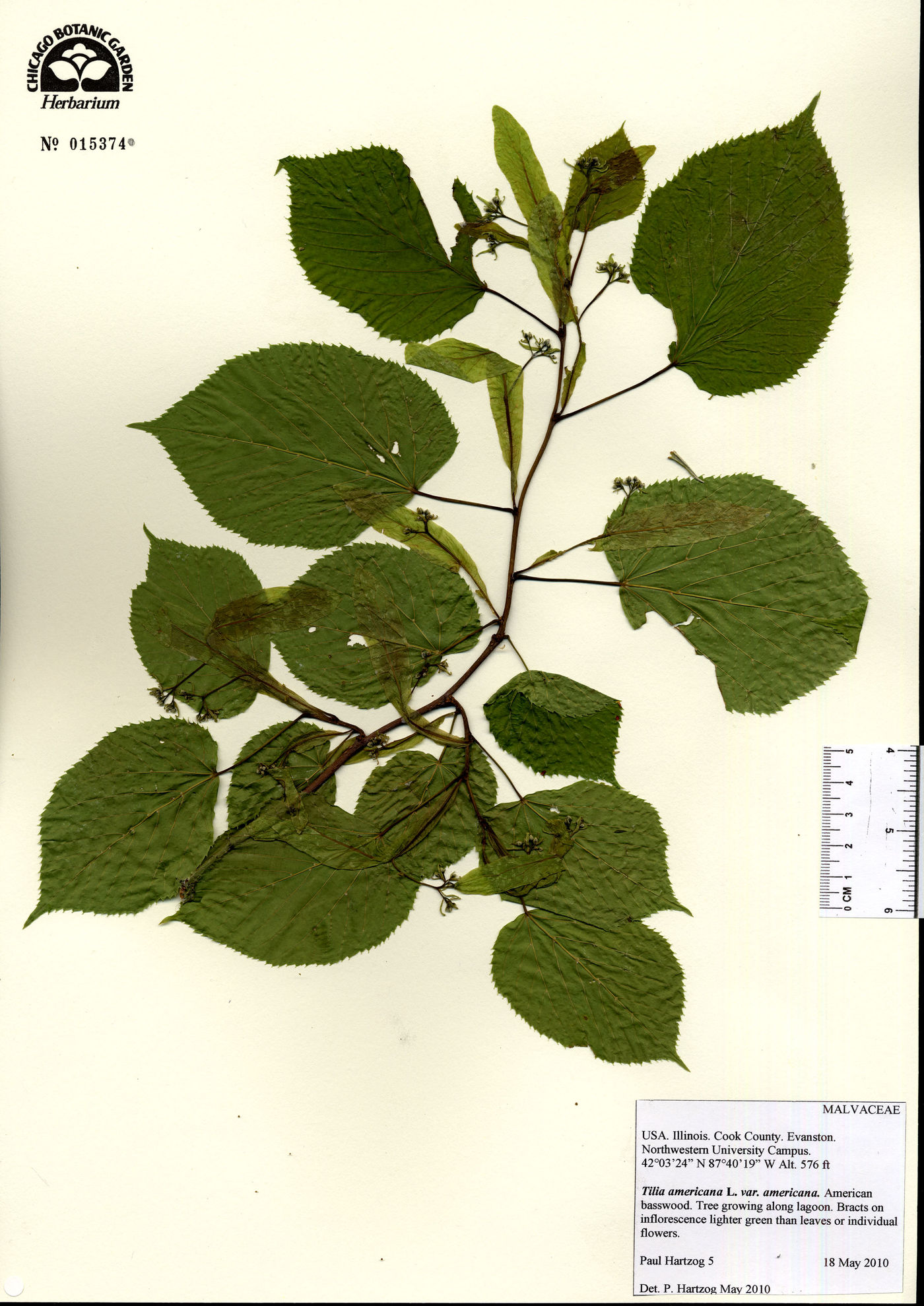 Tilia americana var. americana image