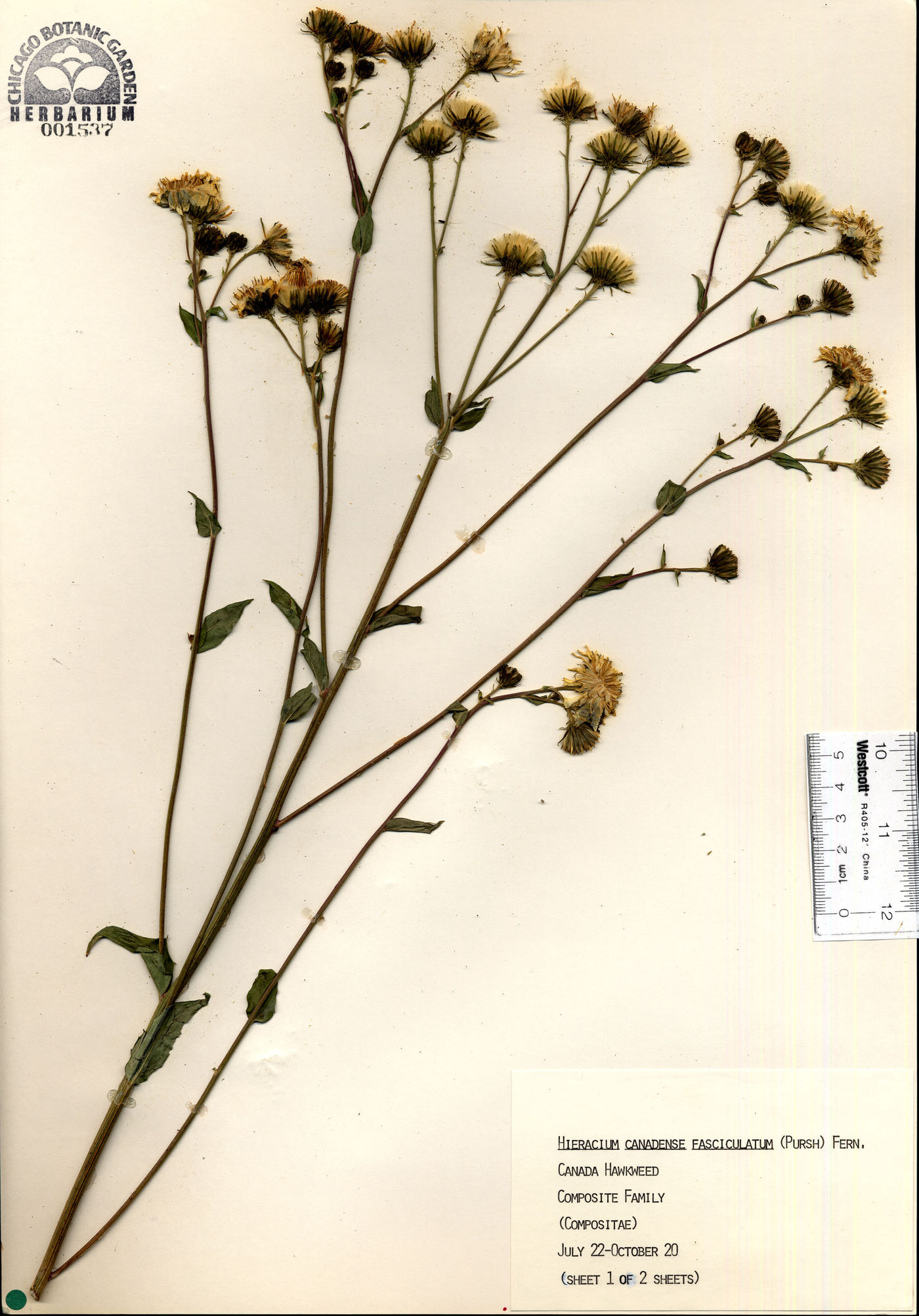 Hieracium canadense var. fasciculatum image