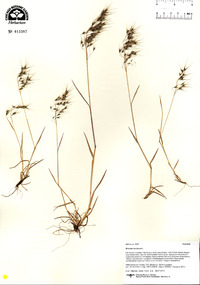 Bromus tectorum image