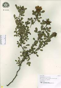 Rosa foliolosa image