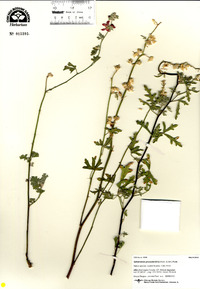 Sphaeralcea grossulariifolia image