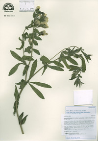 Baptisia bracteata var. bracteata image