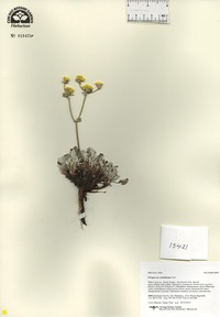 Eriogonum umbellatum image