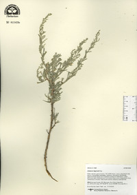 Artemisia bigelovii image