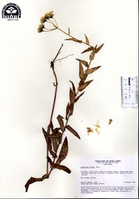 Hieracium virosum image