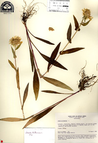 Inula britannica image