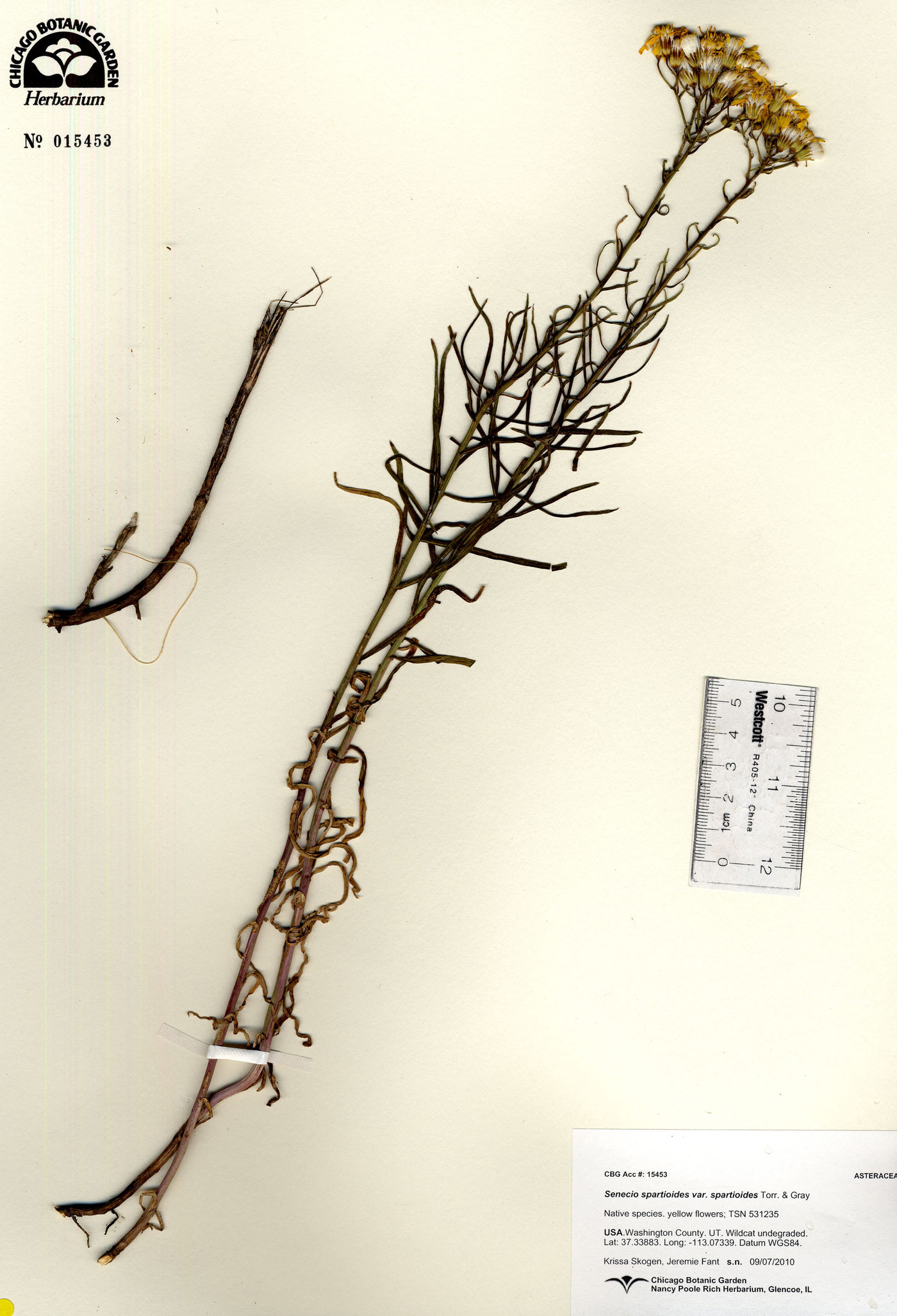 Senecio spartioides var. spartioides image