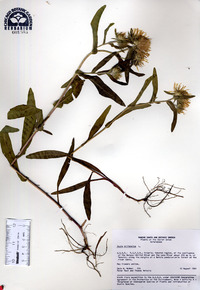 Inula britannica image